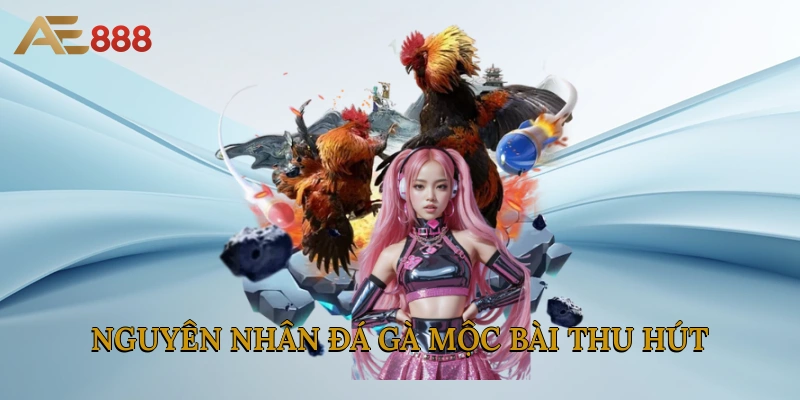 Nguyên nhân đá gà Mộc Bài thu hút đông đảo